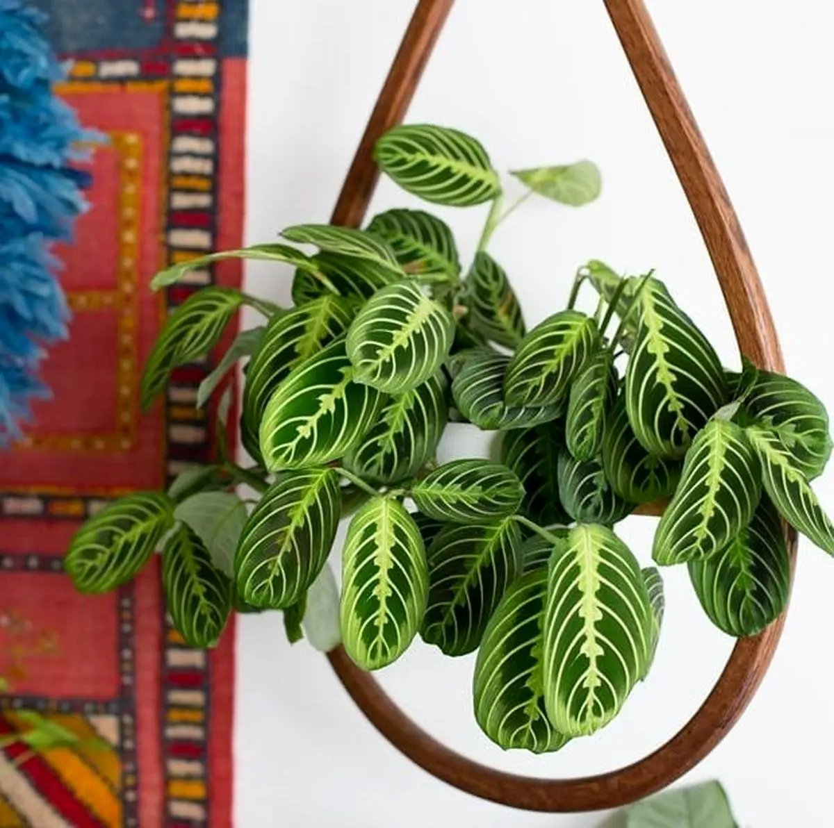 مارانتا لوکونورا