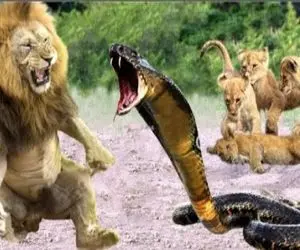 مستند حیات وحش؛ کبری با یک دهم قد و وزن سلطان جنگل میزنه زمین