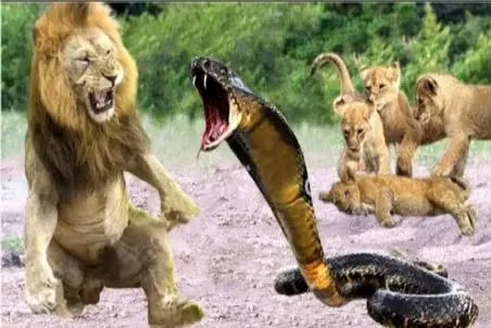 مستند حیات وحش؛ کبری با یک دهم قد و وزن سلطان جنگل میزنه زمین