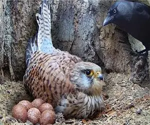 شاهکار حیات وحش / جدال ددمنشانه دلیجه با زاغ منحوس برای حراست از تخم