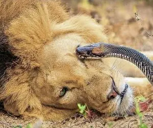 مستند حیات وحش؛ مار سمی نیشش رو فرو کرد به چشم شیر نگون بخت
