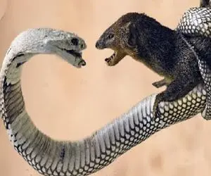 شاهکار حیات وحش؛ مانگوس هرجا مار سالم بگیره ملعبه تحویل میده