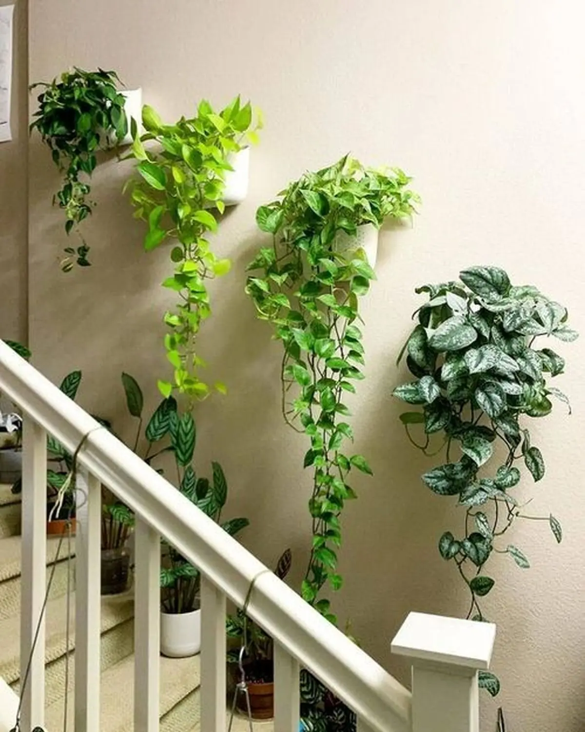 گیاهان آپارتمانی آویز