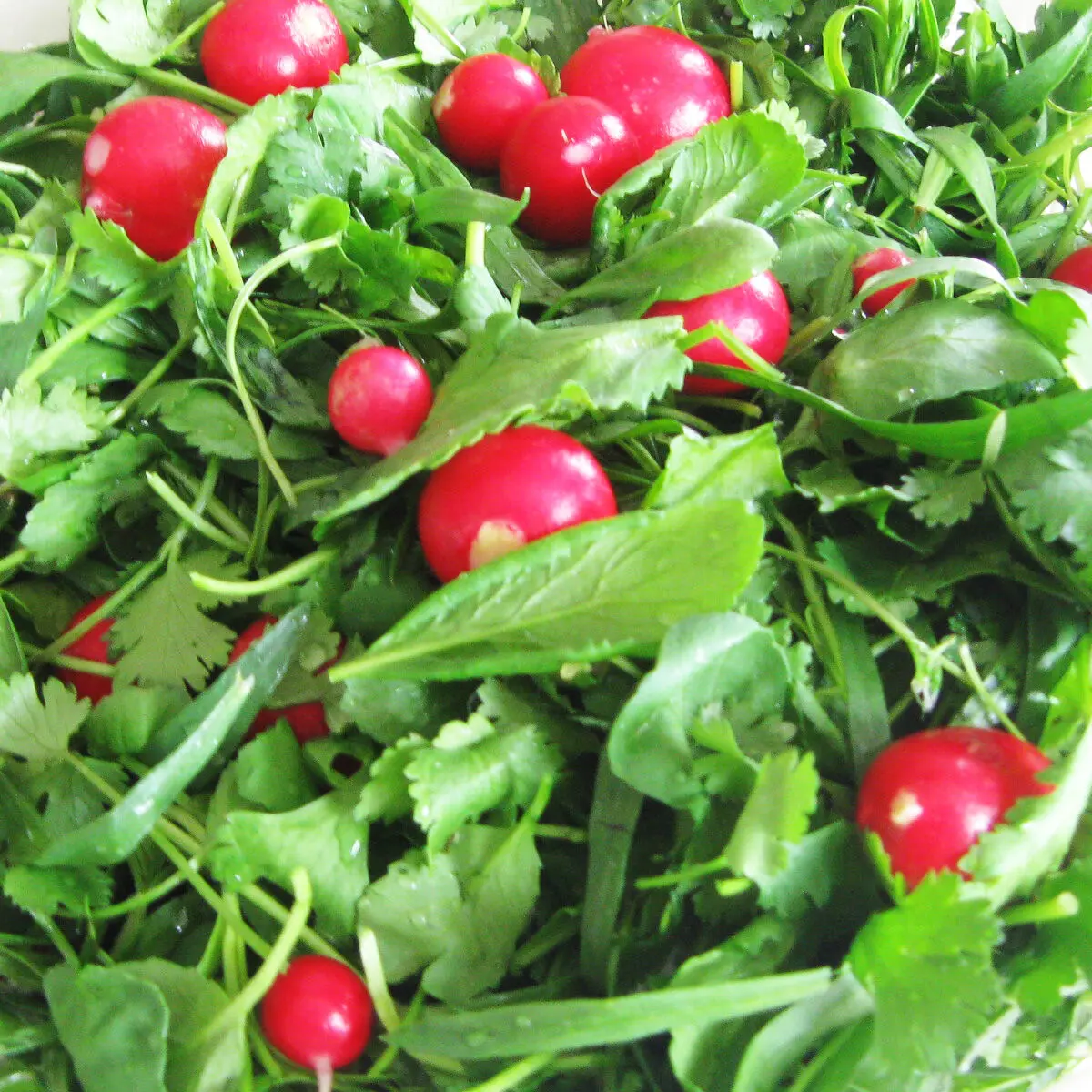 سبزی4