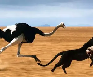 دیدنی حیات وحش؛ شترمرغ و یوزپلنگ مسابقه دو گذاشتن برای نجات نوزادا از چنگال پیتون