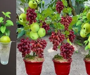 کشاورزی نوین؛ سیب و انگور رو با هم کاشتن یه درخت درومده که هم سیب آویزونش هم انگور