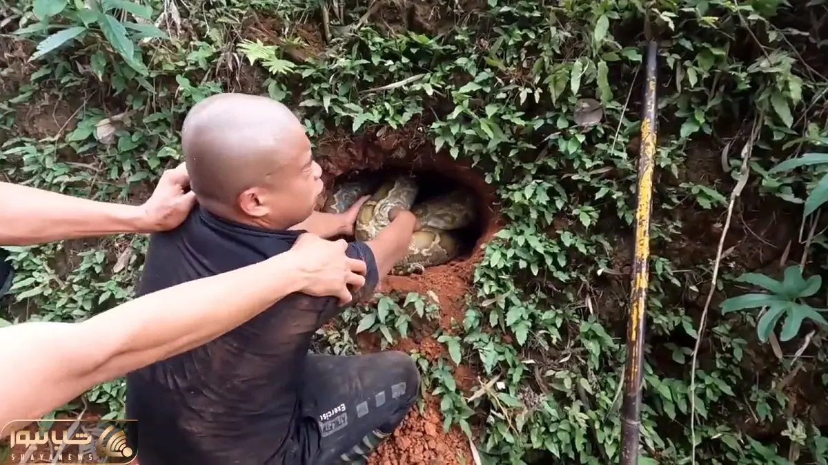 از جذابیت های حیات وحش؛ آقاهه و رفیق نترسش دم مار پیتون رو گرفتن محکم میکشن