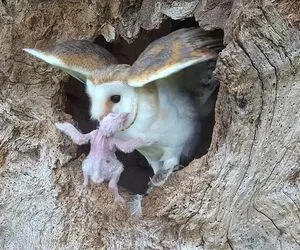 جغد مادر چه خون دلی میخوره تا بچه از تخم دربیاد و قبل پریدن عقاب نخورتش