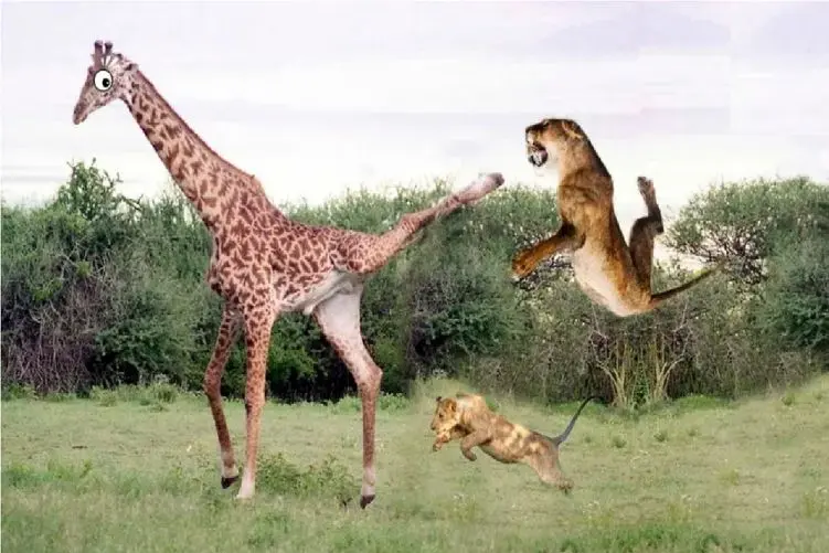 مستند حیات وحش؛ پلنگ فرار کرد بالای زرافه به شیر زبون دراز کنه