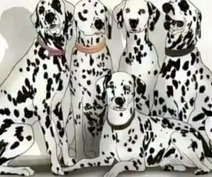 بازی فکری؛ اگه بتونی از بدن سگ های خال خالی اشرافی پاندا بکشی بیرون گولاخ نخبگانی