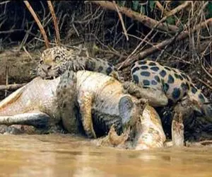 نارام زیان؛ پلنگ بدسگال بعد یه کشتی با تمساح مفلوک گوشتشو شرحه کرد و بلعید