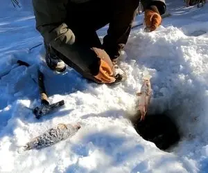 کمپینگ زمستانی ؛ ماهیگیری از دل یخ / سگ بیچاره چرا به این وضع افتاده؟