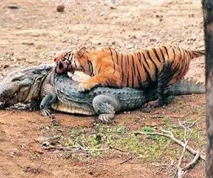 جذابیت حیات وحش؛ ببر شریر با یه خیز پرید رو تمساح سفاک دو خمشو گرفت شکست خورد