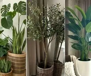 مقاوم ترین گیاهان آپارتمانی مختص اونا که گل به دستشون نمیفته؛ اینا خیلی سخت جونن