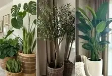 مقاوم ترین گیاهان آپارتمانی مختص اونا که گل به دستشون نمیفته؛ اینا خیلی سخت جونن