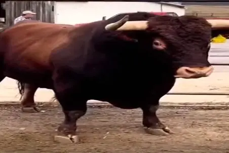 دامداری نوین؛ گاو جوری رد داد که هر کی پیشش بود فرار میکرد یارو وایساده نصیحتش میکنه