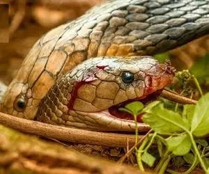  مستند حیات وحش؛ هم نوع خواری مارها برای بقا