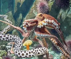 و‌حوش اقیانوس؛ اختاپوس با یه پا دم مارماهیو گرفت با یه پا گلوشو خفش کرد بعد خورد