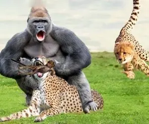 شاهکار حیات وحش؛ صحنه ای کمتر دیده شده در طبیعت از رفتار پلنگ ددمنش با میمون نوزاد