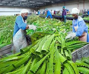 کشاورزی نوین؛ با تجهیزات نوین آلوئه‌ورا میکارن قد یه بیل با موادش کرم تولید میکنن