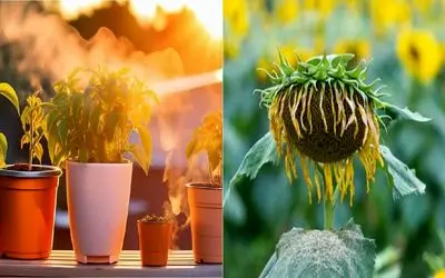 وقتی گرما به گیاهات فشار میاره، باید چیکار کنی؟/ گیاهات رو از گرمازدگی نجات بده