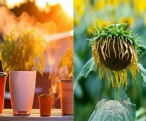 وقتی گرما به گیاهات فشار میاره، باید چیکار کنی؟/ گیاهات رو از گرمازدگی نجات بده