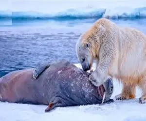 مستند حیات وحش؛ خرس قطبی قصی القلبانه گلوی فوک گیر کرده تو سوراخ پاره کرد