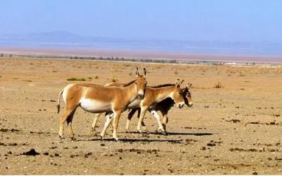 گور خر ایرانی در پارک ملی کویر متولد شد