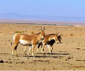 گور خر ایرانی در پارک ملی کویر متولد شد