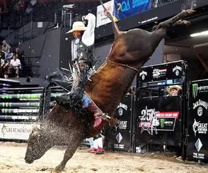 تاخت و تازهای خونین؛ گاو عصیانگر شاخشو فرو کرد تو چشم گاوچرون از کاسه درآورد