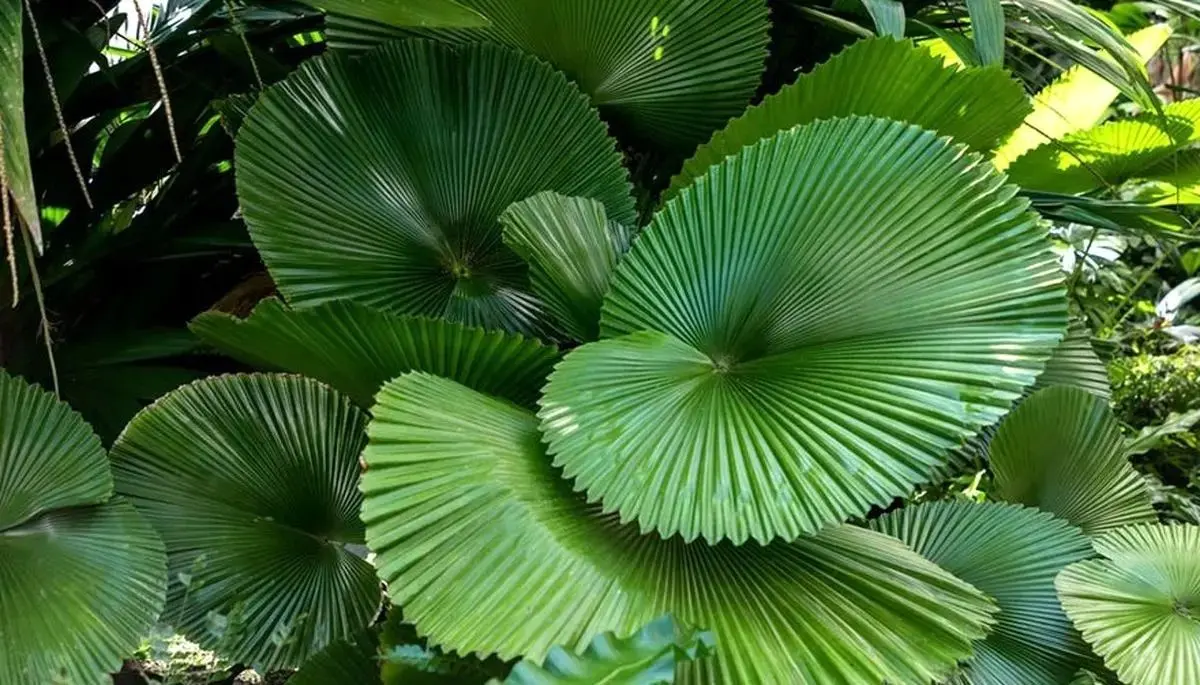 یاه گراندیس