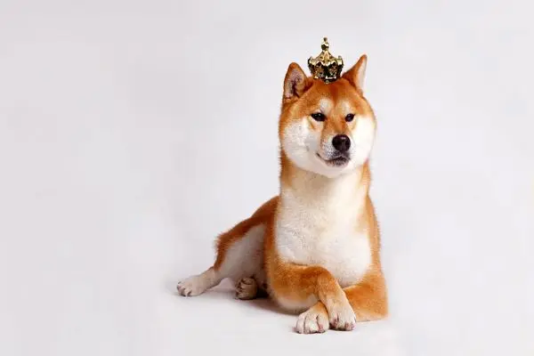 SHIBAINU