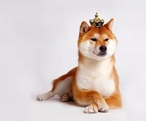 هدف شیبا اینو مرموز چیست؟