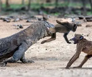 از جذابیت های حیات وحش؛ میمون بدشانس از لبه پرچین افتاد تو دهن اژدهای کومودو