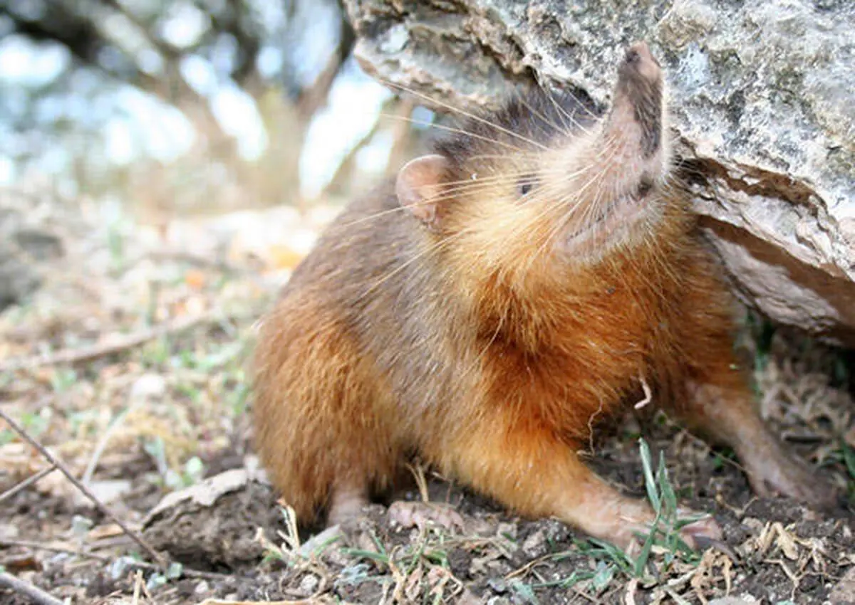 cuba-solenodon-hispaniolan-170203_full_610