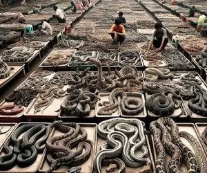 مستند فرآوری مار /  کاهش ضایعات و افزایش کارایی با ترکیب پرورش مار با سیستم‌ یکپارچه