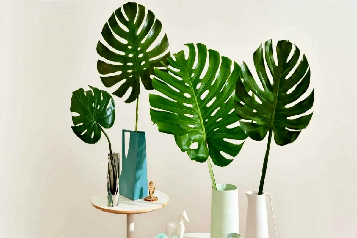 monstera-prop-4