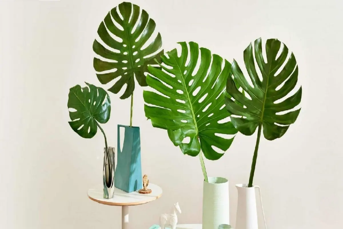 monstera-prop-4