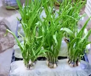 ایده های خلاقانه؛ جا نداری تو بطری های پلاستیکی آب معدنی سیر بکار محشر میشه