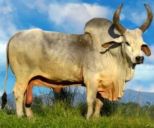 فرآوری گاو؛ گاو پر شیر که ندوشیدنش موقع راه رفتن تلوتلو میخوره شاخش عین خنجره