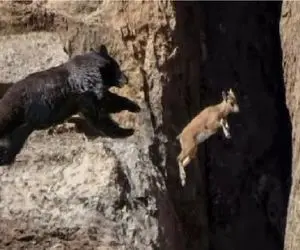 شاهکار حیات وحش؛ خرس قصد شکار کنه جاذبه هم جلودارش نیست