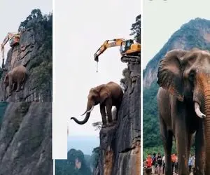 صحنه دهشتناک؛ فیل عظیم 1000 تنی روی لبه صخره گیر کرد بیل مکانیکی غول نجاتش داد