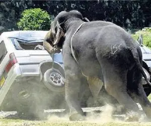 مستند کاوش؛ فیل زده به سیم آخر ماشین ها رو به هوا پرتاب می کنه