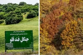 معرفی جنگل زیبای فندقلو اردبیل / یه سفر پاییزی جذاب به طبیعتی فوق العاده