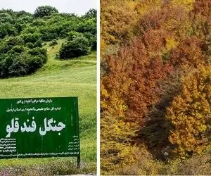 معرفی جنگل زیبای فندقلو اردبیل / یه سفر پاییزی جذاب به طبیعتی فوق العاده