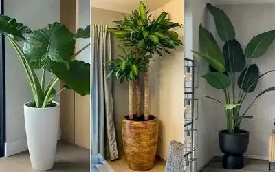 گیاهانی که انرژی مثبت دارن؛ آورنده خوش شانسی، پول و ثروت و محبت بین اعضای خانواده