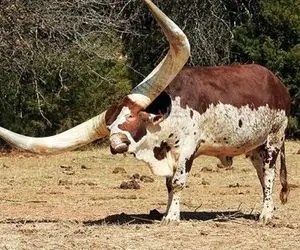 گاوهای باورنکردنی؛ شاخ گاو 20 متر شده از در رد نمیشه میخوان ببرن چاقو بسازن