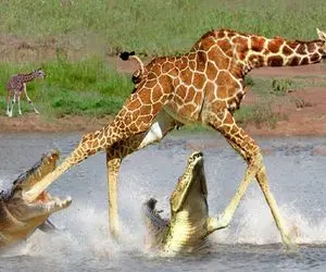 بدایع حیات وحش؛ زرافه دراز ناز در کنار رودخانه در تلاش برای فرار از چنگ تمساح