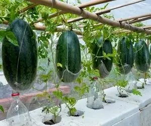 کشاورزی بدیع؛ تخم هندونه رو با ترکیب خمیردندون و آلوئه ورا کاشت تو بطری دو روزه درومد