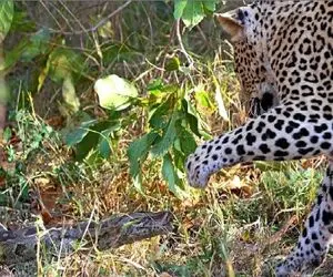 مستند حیات وحش؛ پلنگ به مار پا نمیده بزنتش زمین